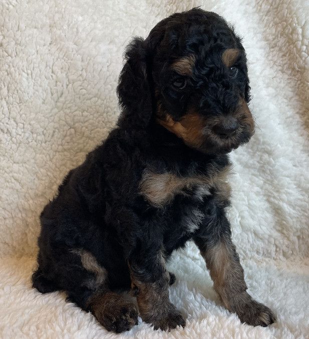 Duke - $2,000