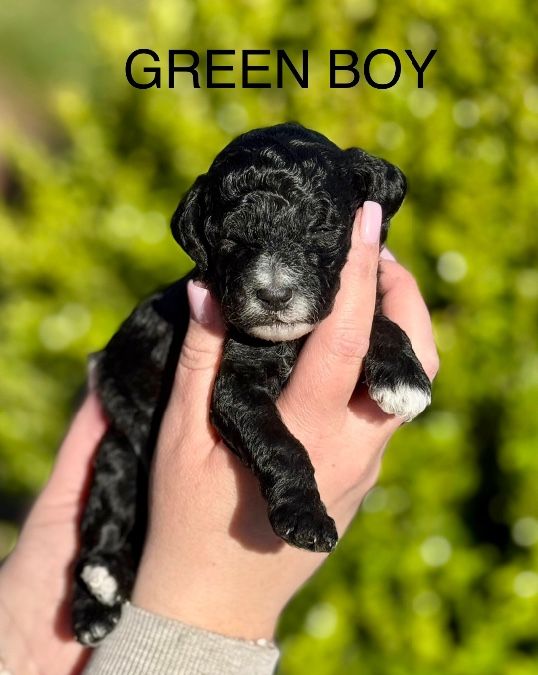 AKC miniature poodle puppies