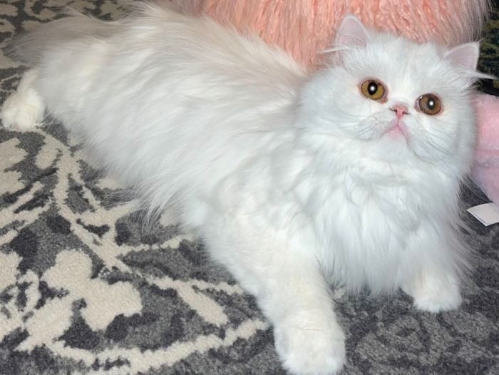 Persian purebred female 