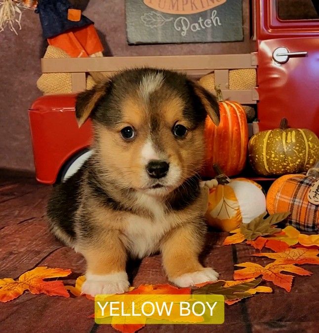 Pembroke welsh corgis 