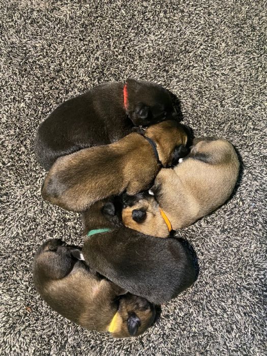 Belgian Malinois Puppies