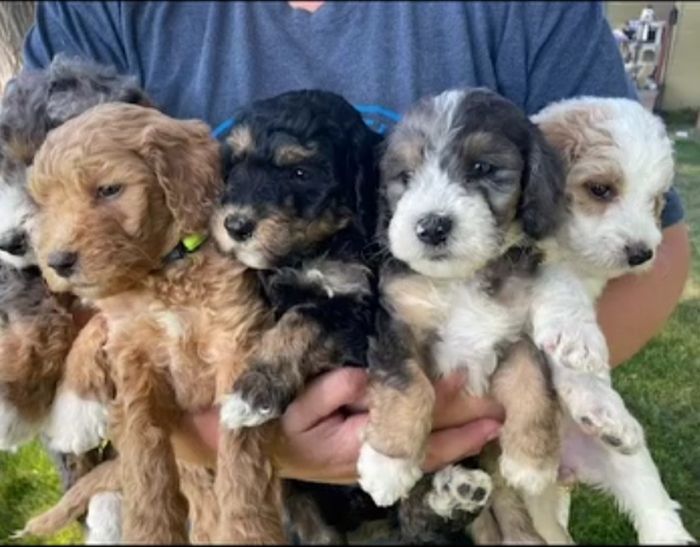 Mini Bernedoodles 
