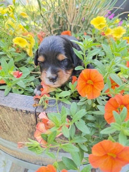 Miniature F1 Aussie Doodle Puppies 2 weeks old