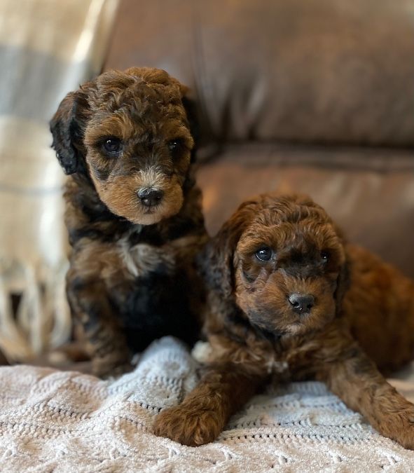 Mini Aussie doodle -Australian shepherd , poodle
