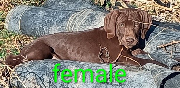 German shorthaired pointers 