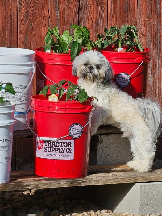 Purebred Shih Tzu Stud