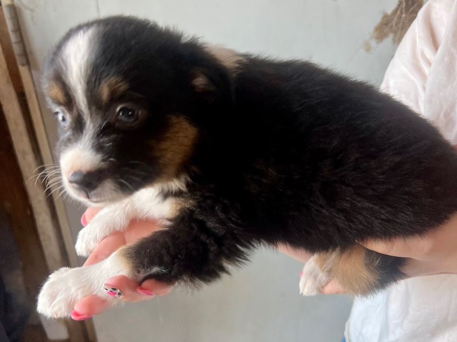 Black tri brown eyes male 