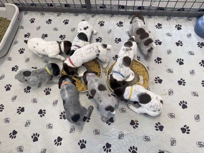 AKC German Shorthaired Pointer Lots of EXTRAS