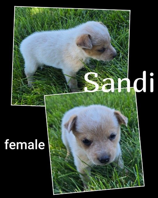 Heeler puppies (Australian Cattle Dog) 
