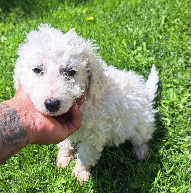 Adorable mini poodle 
