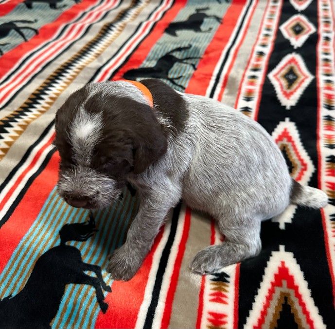Wirehaired Pointing Griffon Puppies