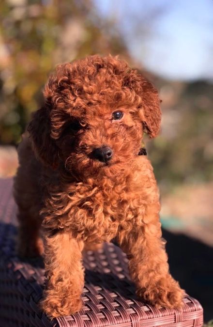 Toy Poodle Girl