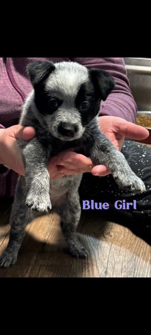 Pure Bred Blue Heeler Pups