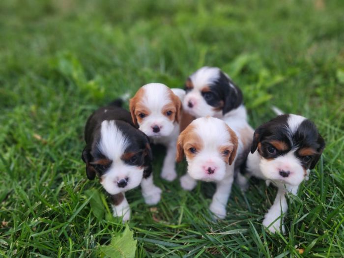 Caviler King Charles Spaniels 