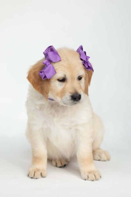 Purple - Female