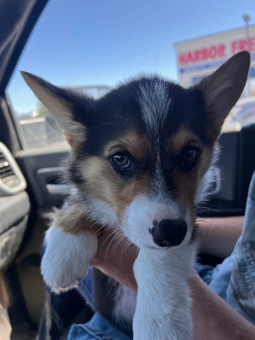Corgi Puppies!