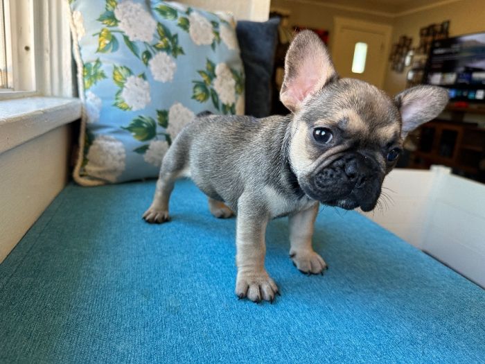 AKC French Bulldog Puppies