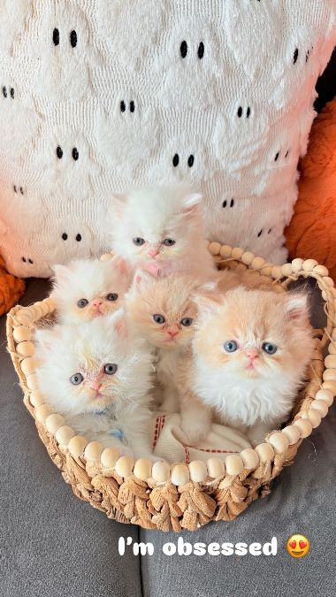 Exotic Persian Cat
