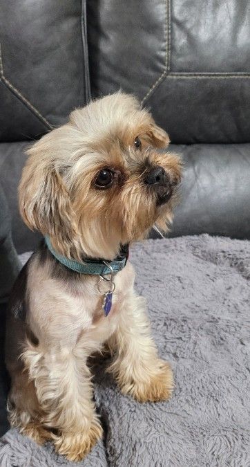 Yorkie 