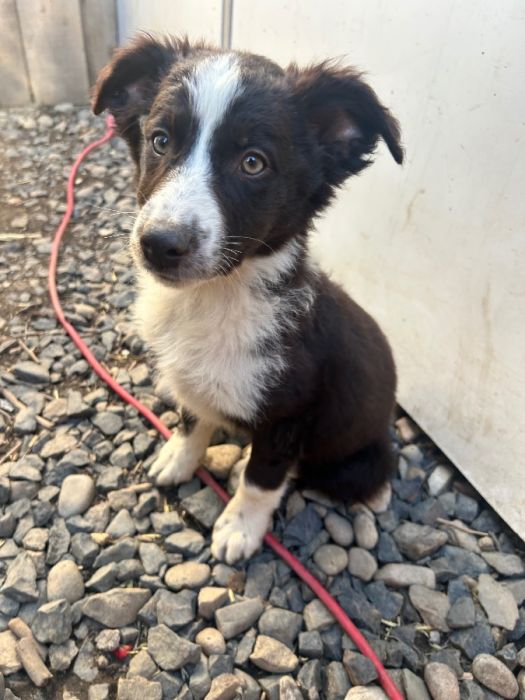 Aussie puppies