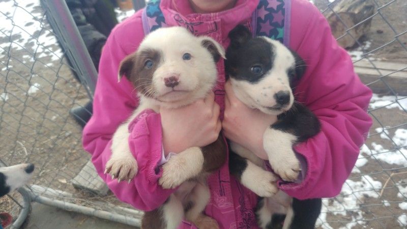 Short Hair Border Collie Cow Dog Pups Dogs