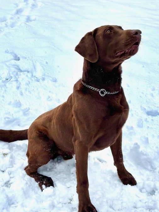 Sire: Ridge