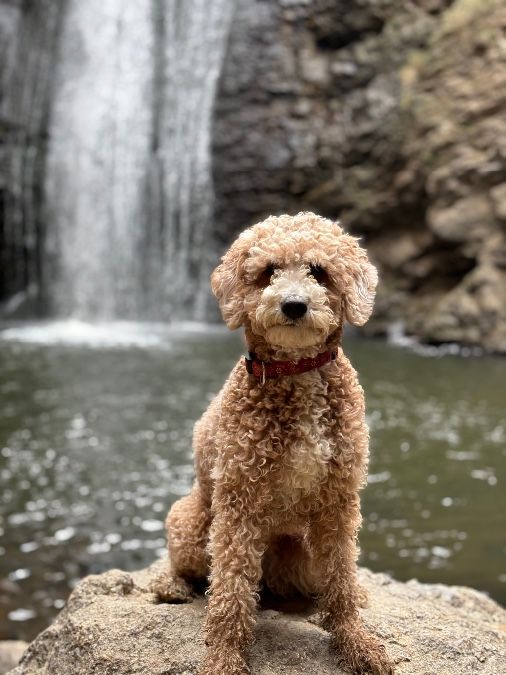 Goldendoodle 