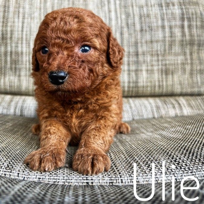 Mini goldendoodle puppies 
