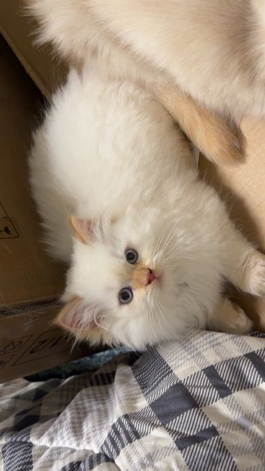 Persian kittens 