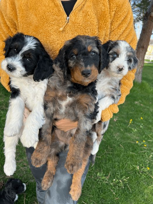 Aussiedoodle puppies - Ready by Mother&#039;s Day! 🐾 