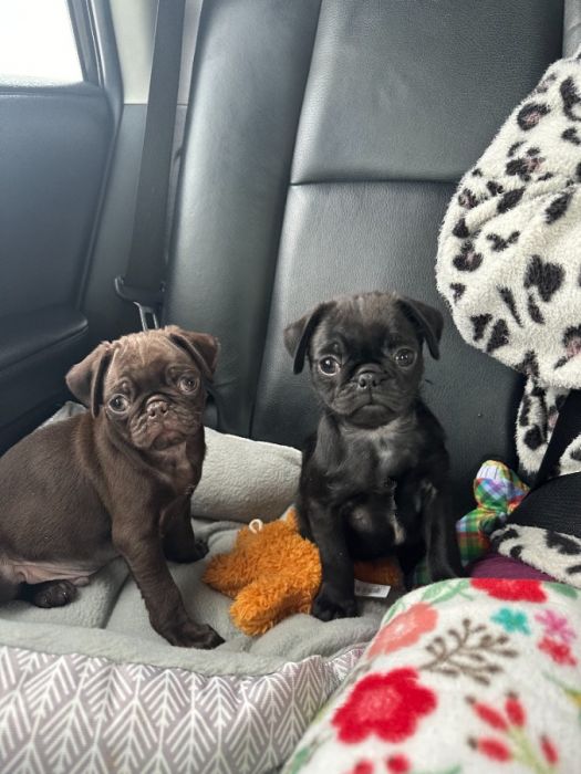 Two Sweet Pug Puppies Looking for a Loving Home (M