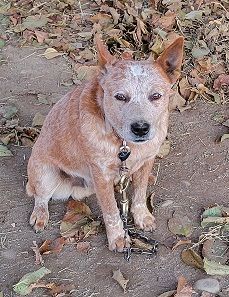 Red Heeler&amp;Red Heeler/Border Collie Ranch Puppies