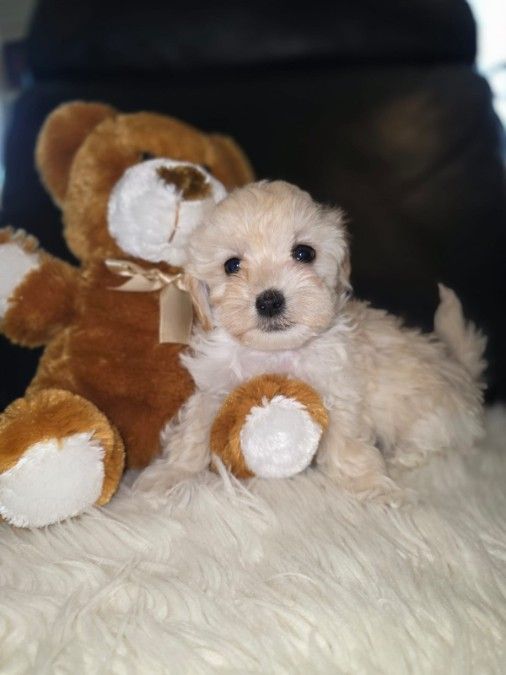 Maltipoo&#039;s 