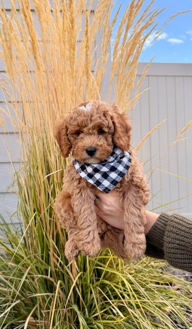 Petite/ Mini Goldendoodles