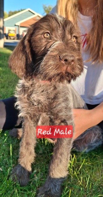 Puppies - Wirehaired Pointing Griffon 