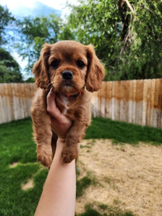 AKC Cavalier King Charles Spaniels 