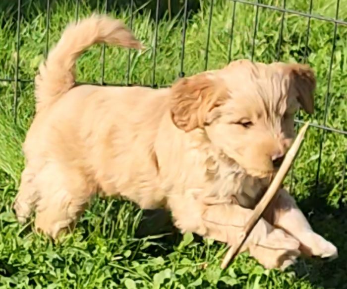 Mini Red Goldendoodles