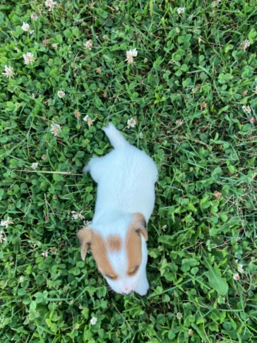 Rambo