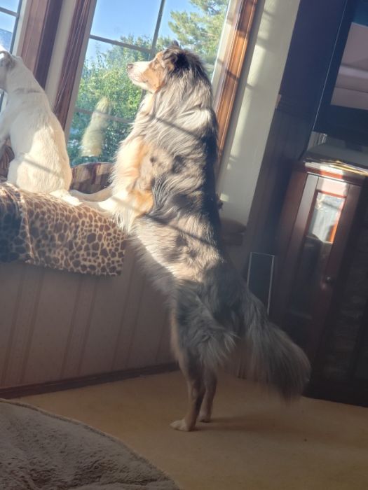 Australian Shepherd Stud for service 
