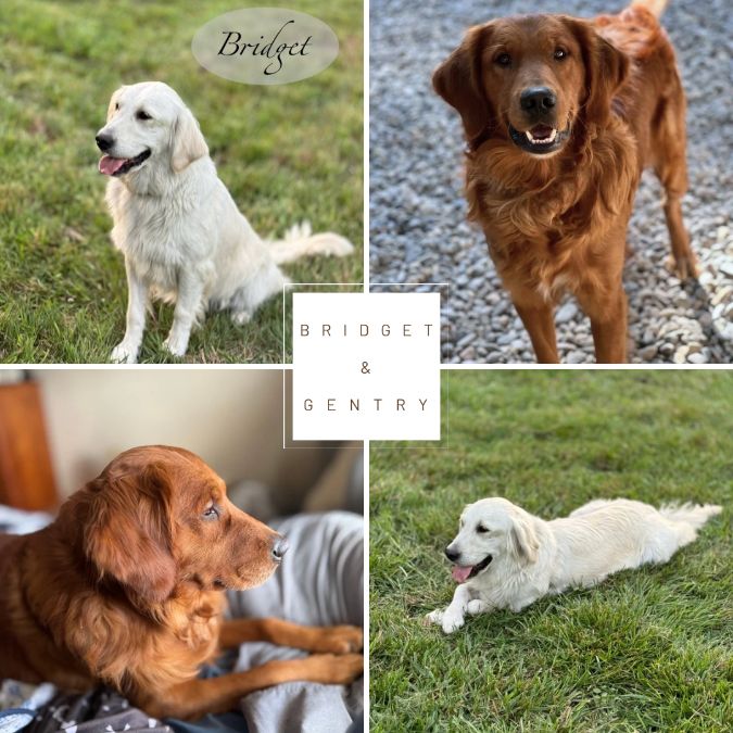 AKC Golden Retrievers(OFA heart,eyes,hips &amp; elbow)