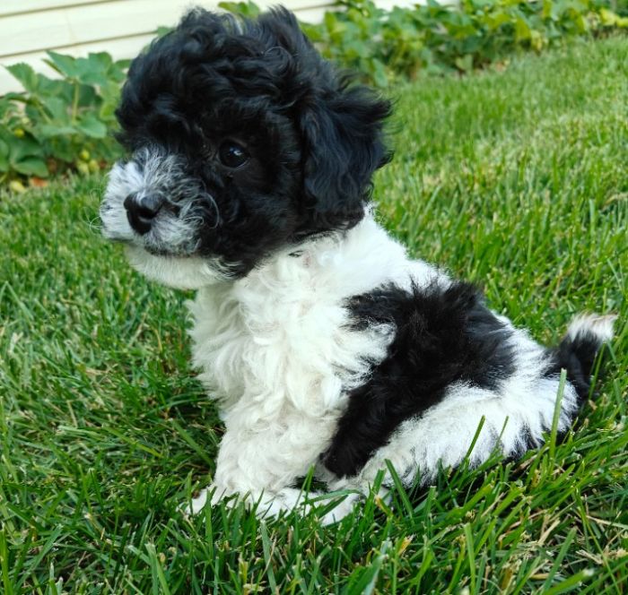 Toy/Miniature Parti Poodles 