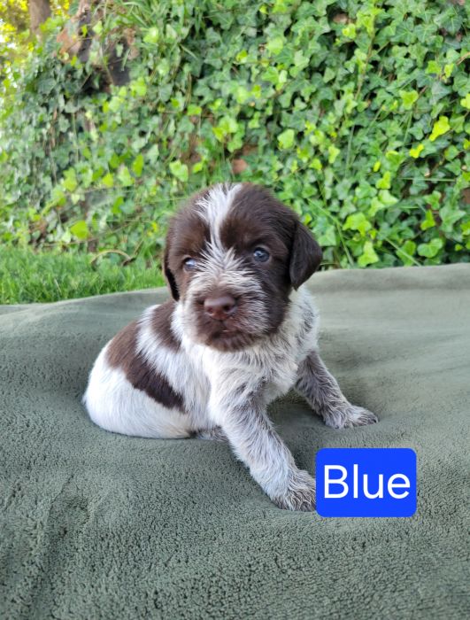 Akc Wirehaired Pointing Griffon
