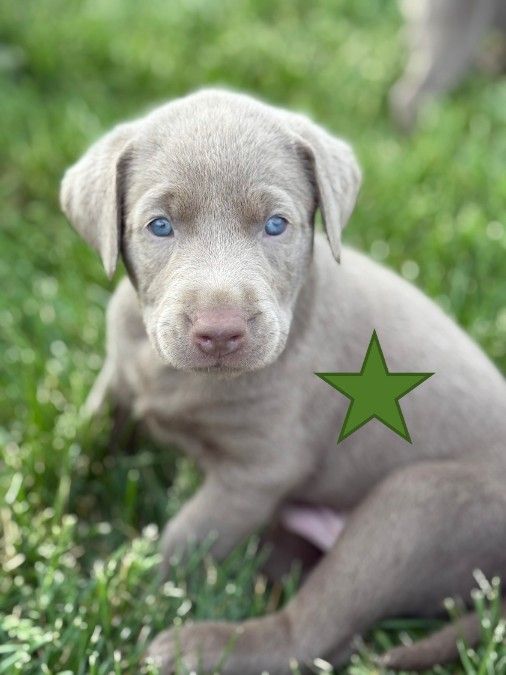&quot;Silver&quot; AKC Lab Puppies
