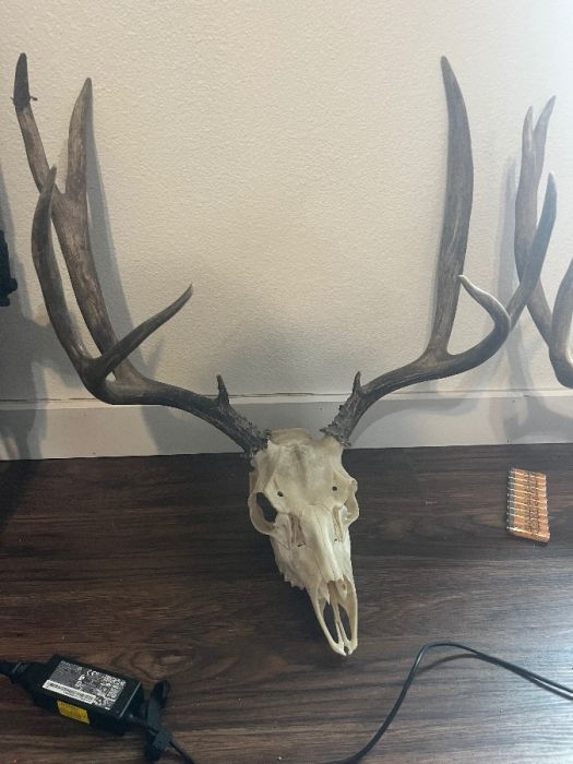 European Mounts 