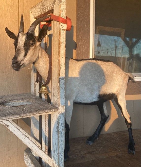 Goats for Sale