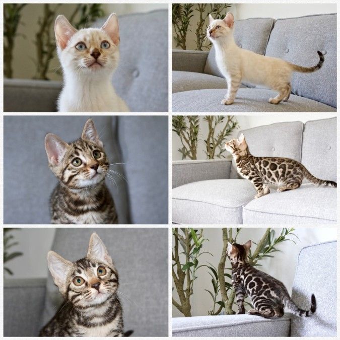 TICA Registered Bengal Kittens Available Now