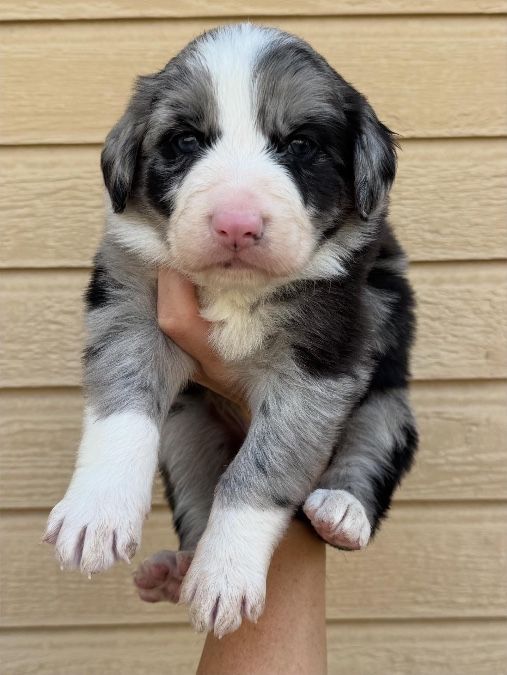 Ultra Bernedoodles