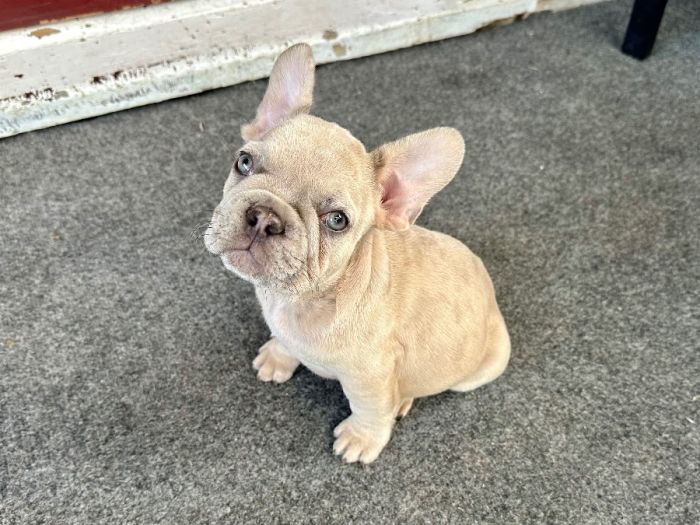 AKC French Bulldog