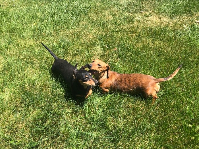 Adult Mini Dachshunds *Re-homing*