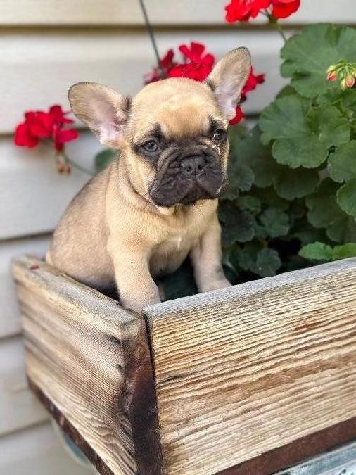 French Bulldogs
